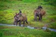 Jungle Activity in Chitwan National Park